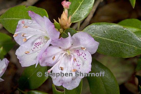 rhododendron ovatum subsection azaleastrum 2 graphic